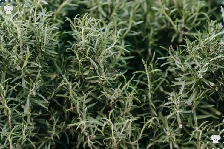 7 best substitutes for rosemary