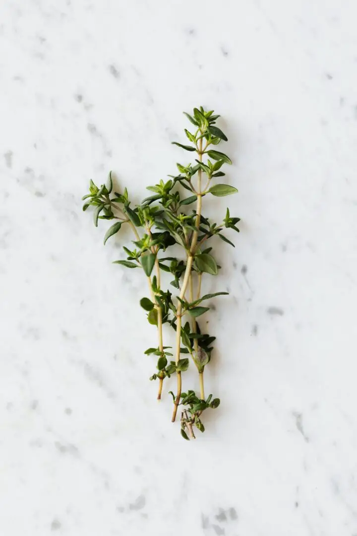 fresh thyme substitute dried