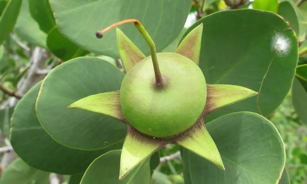 Urava Fruit