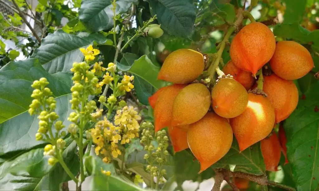 Usuma Fruit