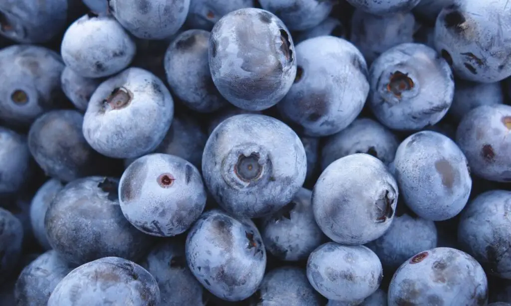 Blueberries