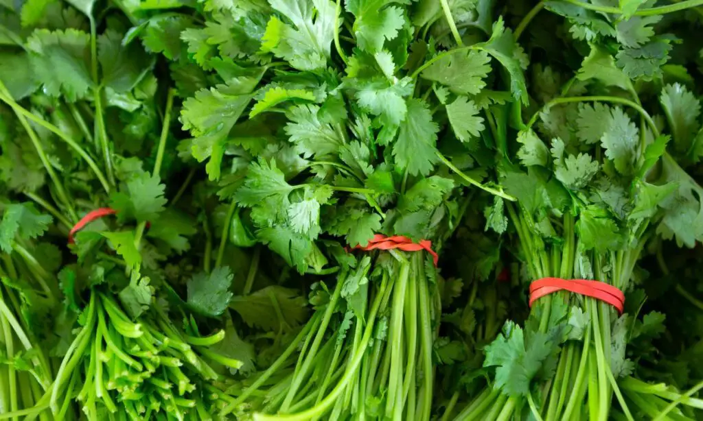 Cilantro