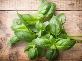 What Does Basil Look Like