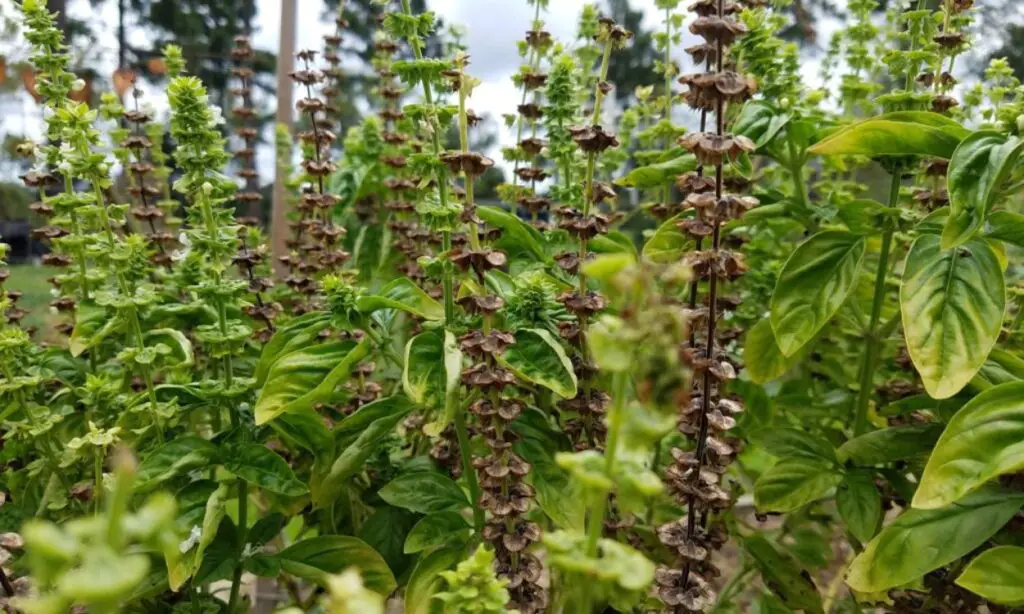 What Does Basil Look Like When It Goes To Seed