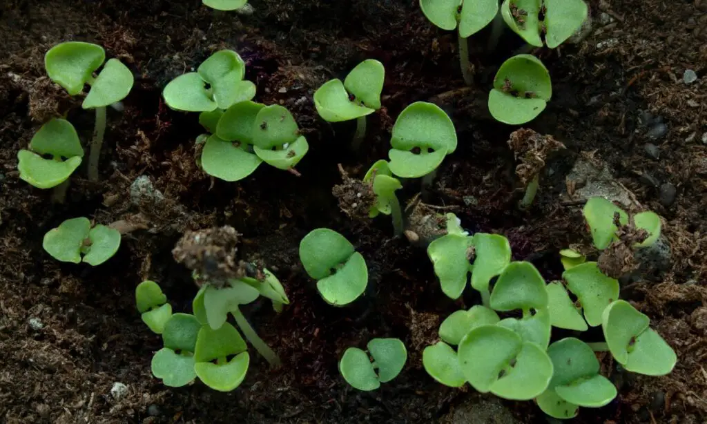 What Does Basil Look Like When It Sprouts