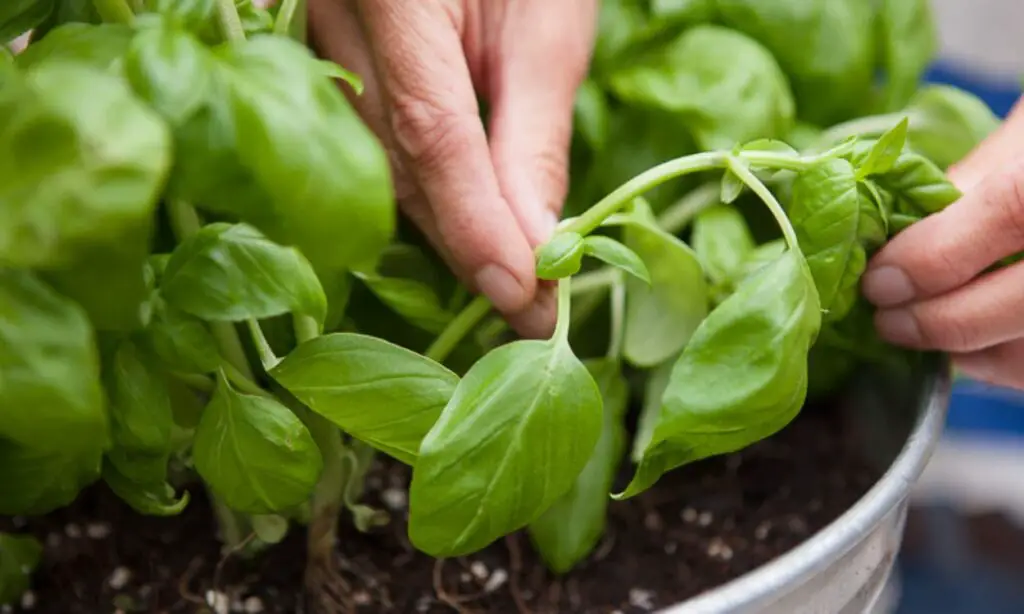 What Does Basil Look Like When It's Ready To Harvest